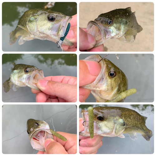 ブラックバスの釣果