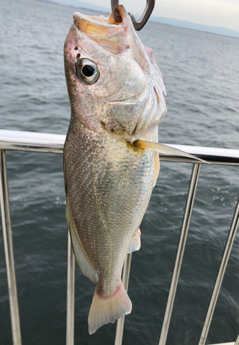 イシモチの釣果