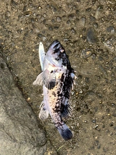 クロソイの釣果