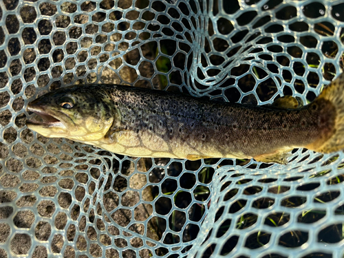 ブラウントラウトの釣果