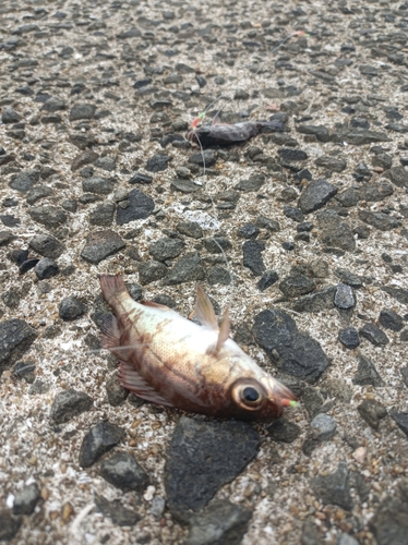 メバルの釣果