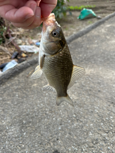 マブナの釣果