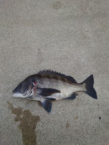 チヌの釣果