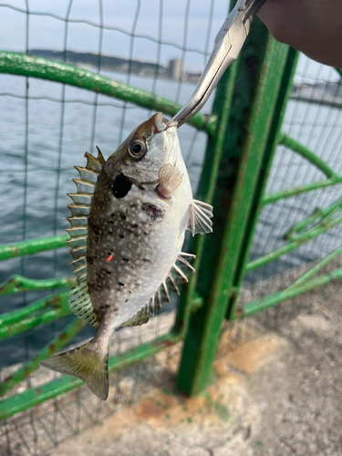 アイゴの釣果