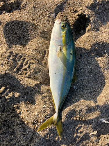 イナダの釣果