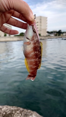 ホシササノハベラの釣果