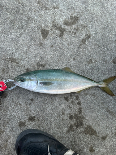 ワカシの釣果