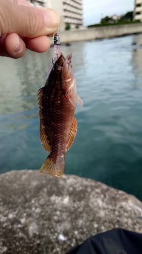 ホシササノハベラの釣果