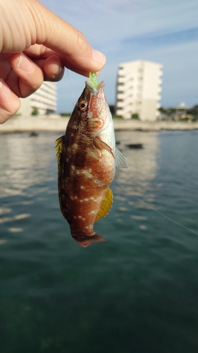 ホシササノハベラの釣果