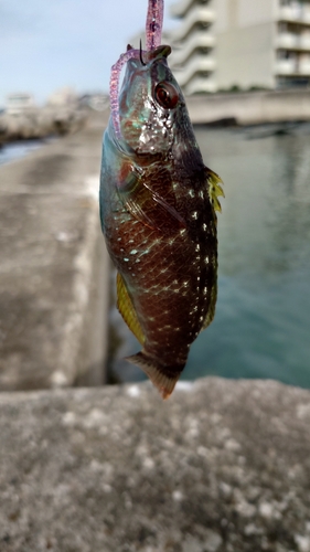 ホシササノハベラの釣果