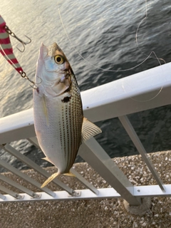 コノシロの釣果