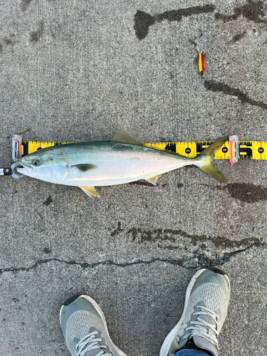 イナダの釣果