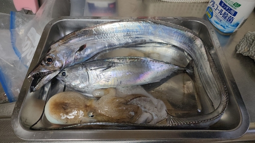 タチウオの釣果