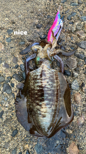 アオリイカの釣果