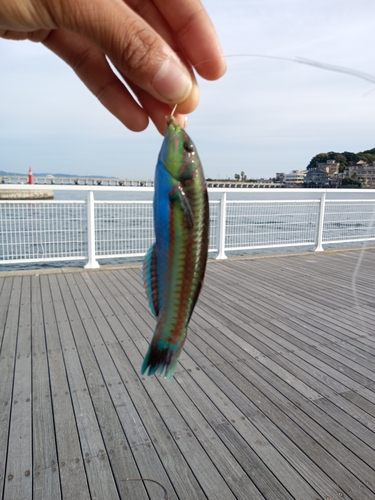 ニシキベラの釣果