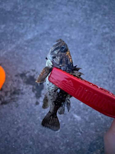 クロメバルの釣果