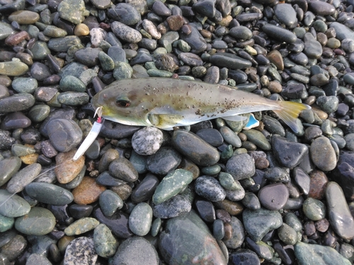 シロサバフグの釣果