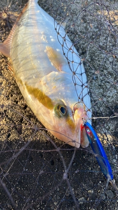 ショゴの釣果