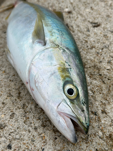 ヤズの釣果