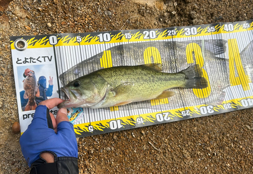 ラージマウスバスの釣果