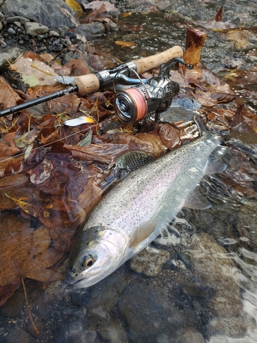 ニジマスの釣果