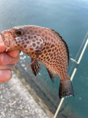 オオモンハタの釣果