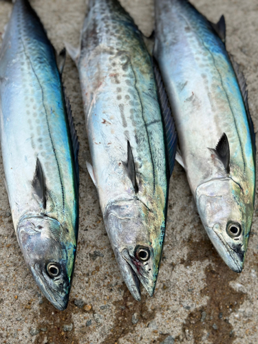 サゴシの釣果