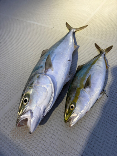 ワラサの釣果