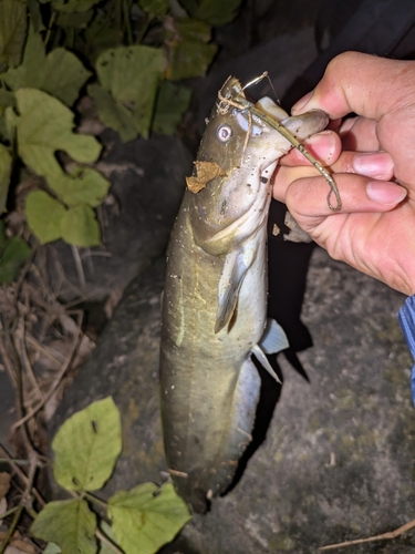 ナマズの釣果