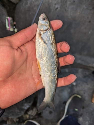 ウグイの釣果