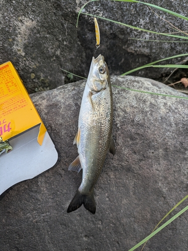 ウグイの釣果