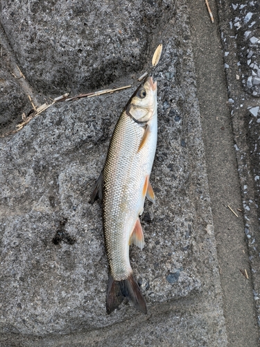 ウグイの釣果