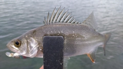 セイゴ（マルスズキ）の釣果