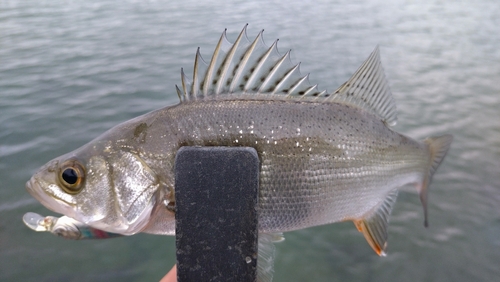 セイゴ（マルスズキ）の釣果