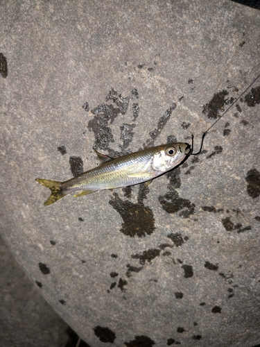 カワムツの釣果