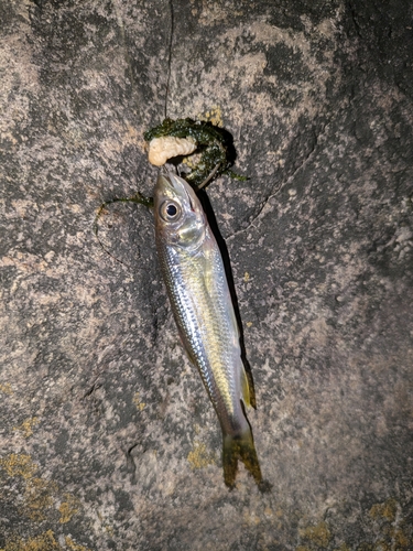 カワムツの釣果