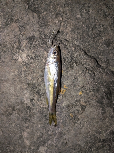 カワムツの釣果