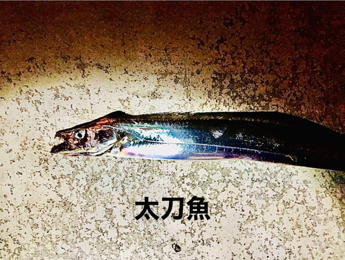 タチウオの釣果