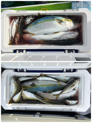 マアジの釣果