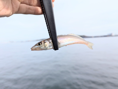 シロギスの釣果