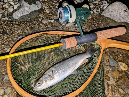 ウグイの釣果