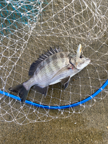 キビレの釣果