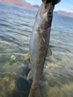 アメマスの釣果