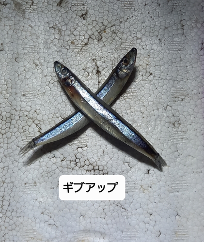 キビナゴの釣果