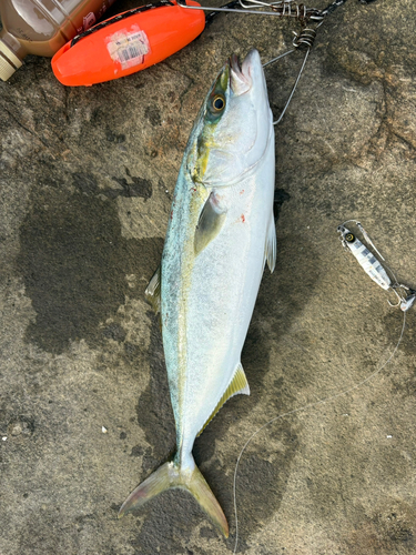 イナダの釣果