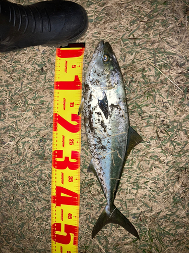 イナダの釣果