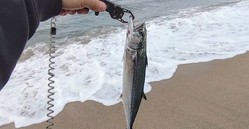 サゴシの釣果