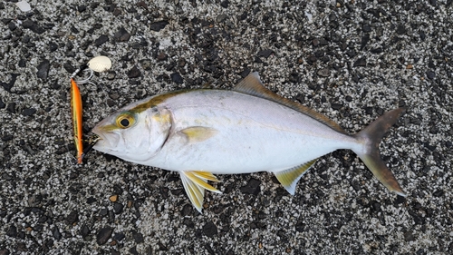 ネリゴの釣果