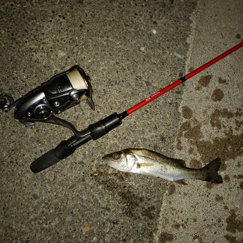 セイゴ（マルスズキ）の釣果