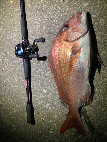 マダイの釣果